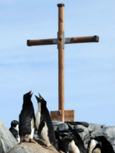 Penguins and Cross